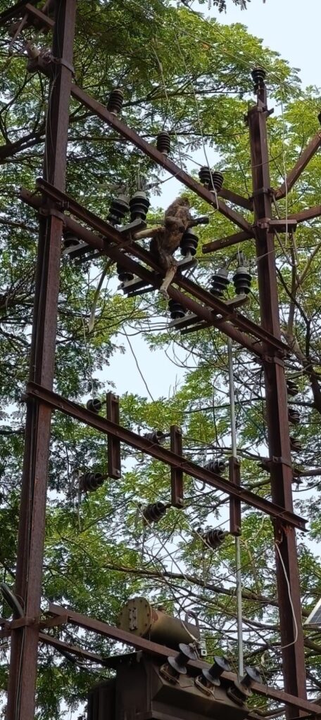 IMG 20240612 WA0010 1 हिमायतनगर येथील ग्रामीण रुग्णालय शेजारील डी पी. जवळ विजेचा शाॅक लागून वानराचा मृत्यू -NNL