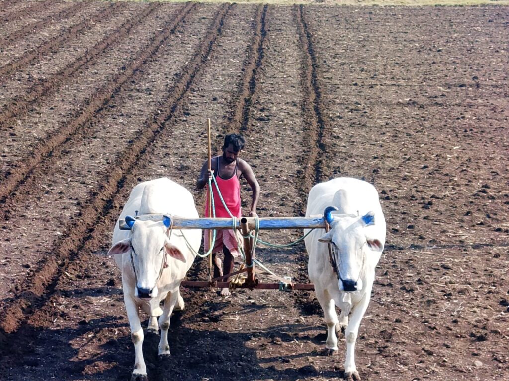 IMG 20240613 WA0030 हिमायतनगर तालुक्यातील सोनारी फाटा परिसरात शेतकऱ्यांनी केली कापूस लागवडीला सुरुवात -NNL