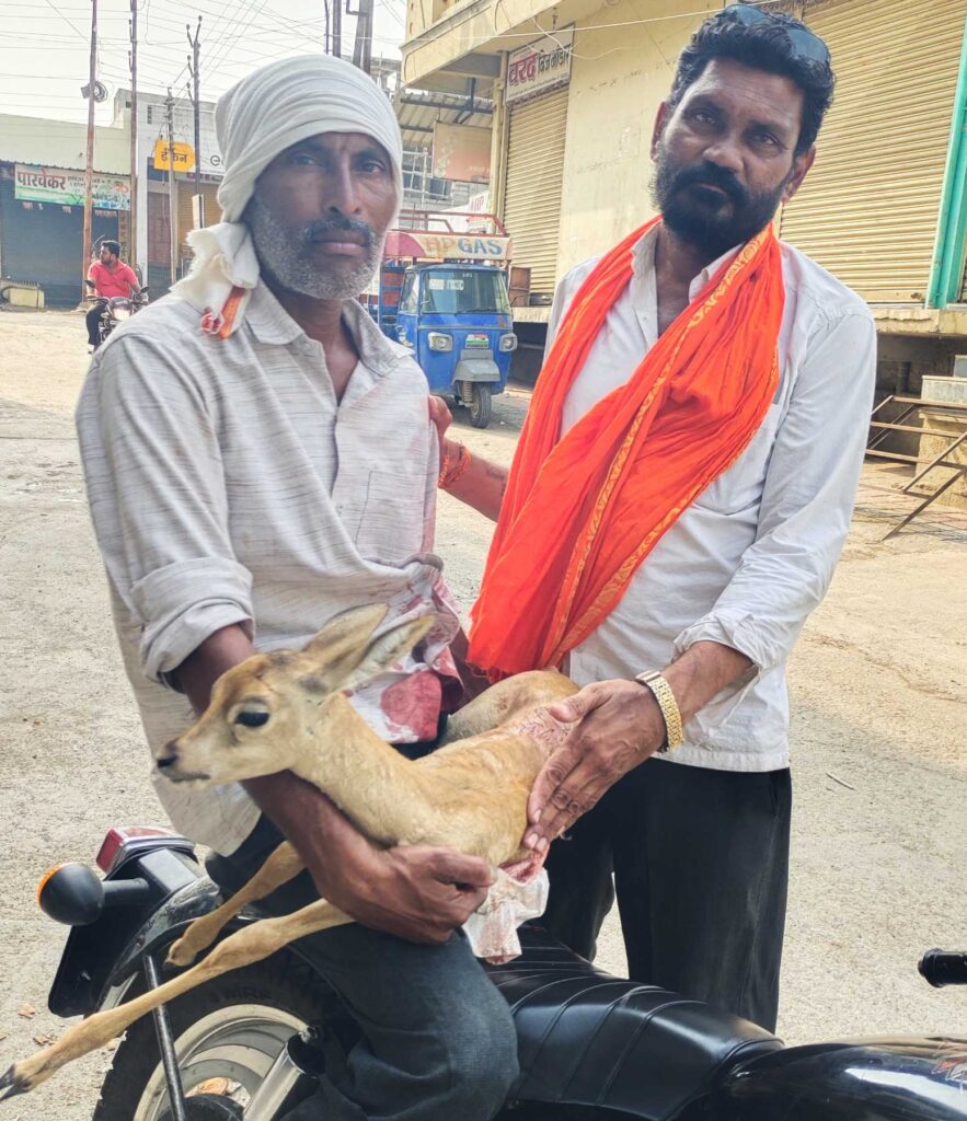 IMG 20240608 203603 हिमायतनगरात कुत्र्याच्या तावडीतून शेतकरी युवकाने वाचविले हरणाच्या पाडसाचे प्राण - NNL