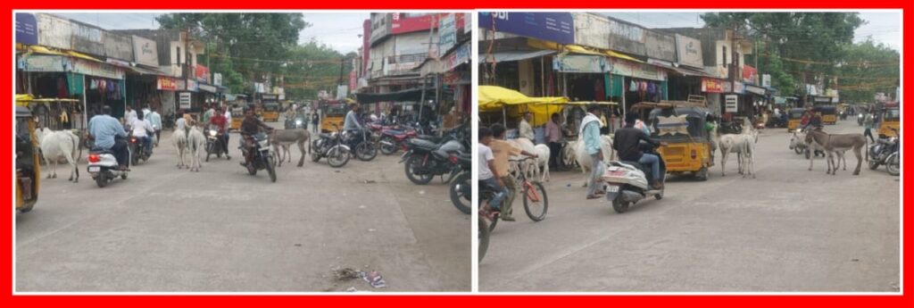 IMG 20240717 WA0054 Free movement of cattle and donkeys | जुन्या नगर परिषदेच्या प्रांगणात गुरांचा आणि गाढवांचा मुक्त संचार - NNL