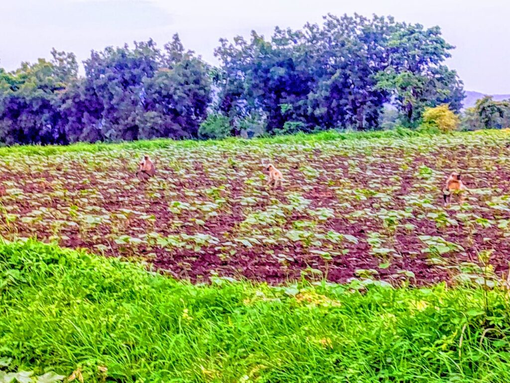 IMG 20240718 WA0006 Destruction of crops by wild animals | हिमायतनगर तालुक्यातील जंगल भागात वन्य प्राण्यांकडून पिकांची नासाडी - NNL