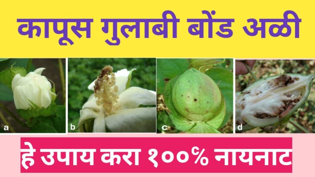 sap-sucking worms and pink bollworms ; असे रस शोषक कीडी व गुलाबी बोंड अळीचे करा व्यवस्थापन… – NNL