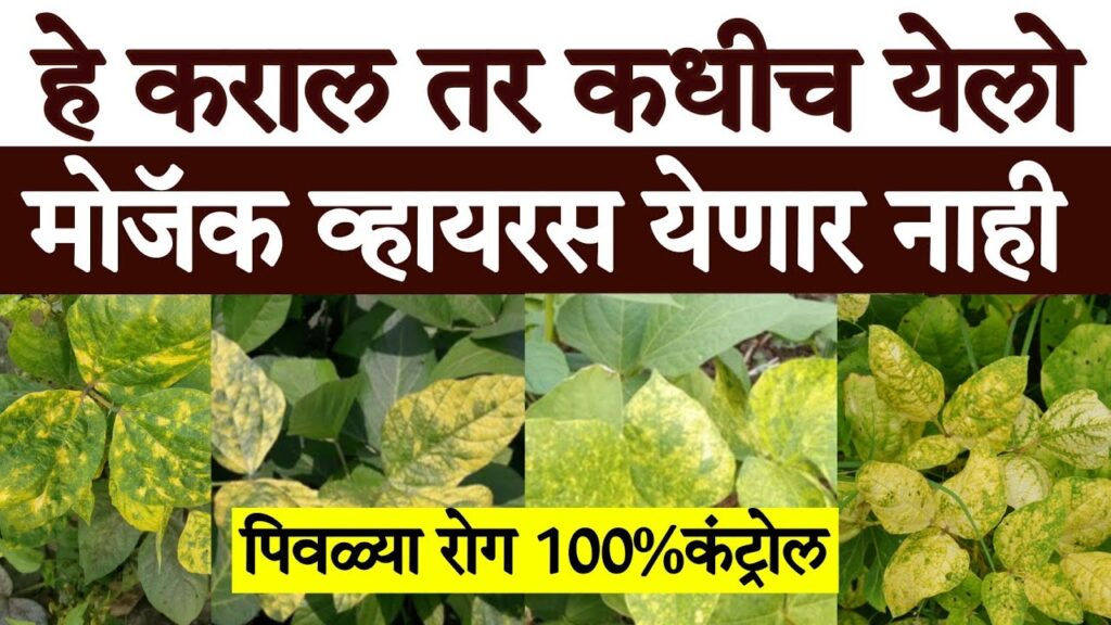 maxresdefault 3 green and yellow mosaic disease on soybean : सोयाबीनवरील विषाणूजन्य हिरवा आणि पिवळा मोझॅक(केवडा) रोगाचे व्यवस्थापन -NNL