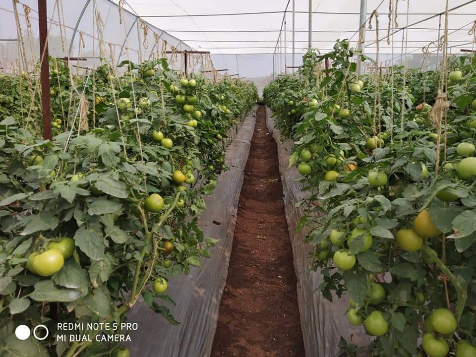 Youth farmar Santosh gaware ; पारंपारिक पिकांचा नाद सोडून संकरित बीज उत्पादनापासून लाखो रुपये कमविणारा – आदर्श शेतकरी संतोष गवारे-NNL