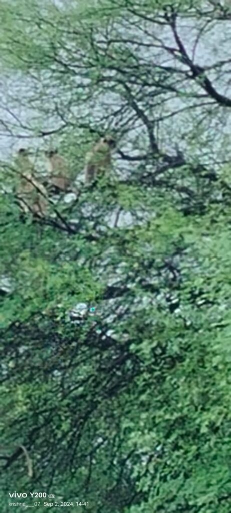 IMG 20240902 WA0080 15 monkeys were stuck on a tree in Dolhari : पुराच्या पाण्यामुळे नदीकाठच्या डोल्हारी गाव परिसरात झाडावर 15 वानर ३० तासापासून अडकली -NNL