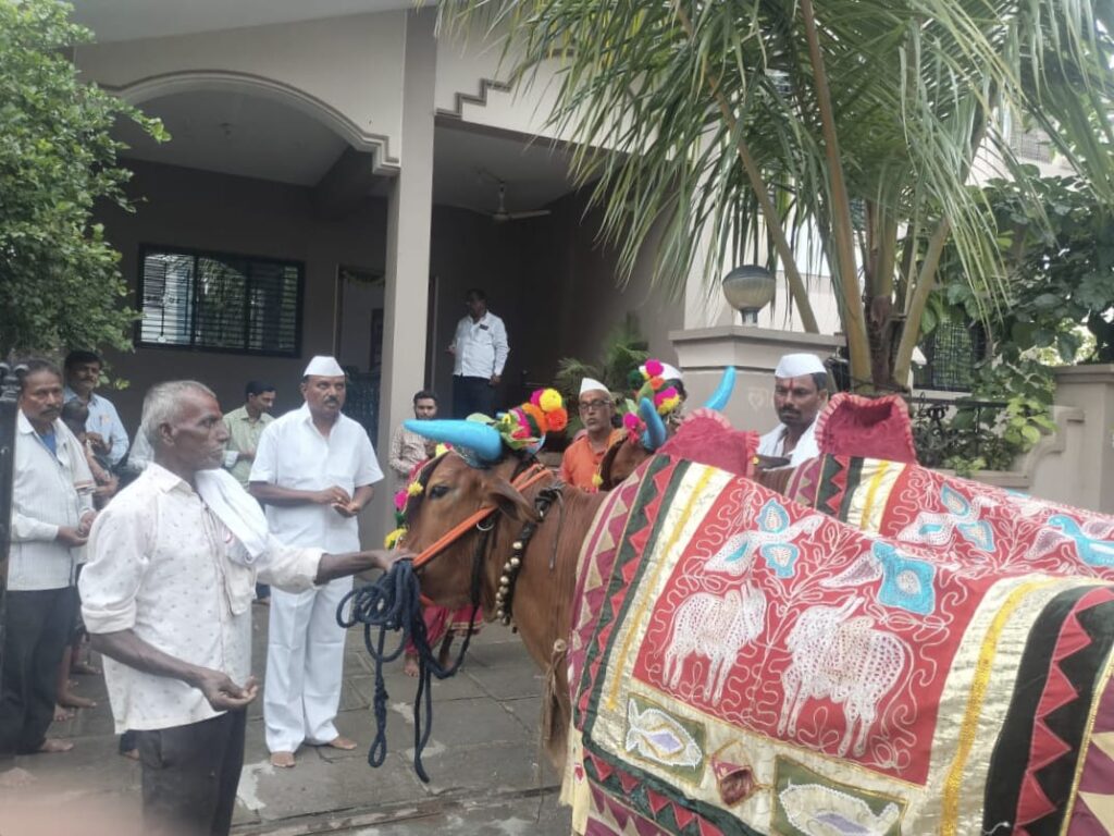 IMG 20240902 WA0093 bailpola ; पावसाची संततधार ..तरी शिंगे रंगविली..बाशिंगे बांधली ..चढविल्या झुली ...! - NNL