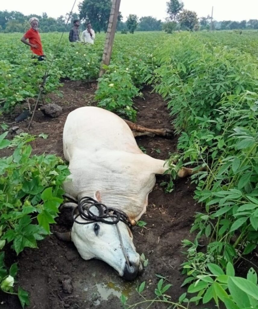 IMG 20240901 162603 In Sibdara village, there is sadness on Bullopola festival : सिबदरा गावात बैलपोळा सणावर दुःखाचं सावट; विजेचा शॉक लागून बैल दगावला -NNL
