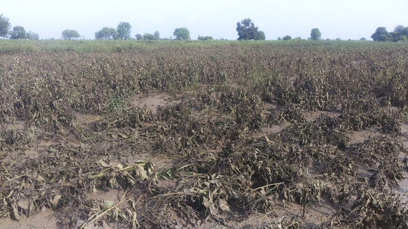 Himayatnagar city and taluk heavy rain : प्रचंड विजांच्या कडकडाटात झालेल्या मुसळधार पावसाने हिमायतनगर शहर व तालुक्याला झोडपून काढले -NNL 2 IMG 20240908 122459 1024x576 1 Himayatnagar city and taluk heavy rain : प्रचंड विजांच्या कडकडाटात झालेल्या मुसळधार पावसाने हिमायतनगर शहर व तालुक्याला झोडपून काढले -NNL