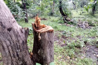 4310b5f9 6600 4084 a82c b67a5d446405 Daylight slaughter of innumerable teak trees : बेसुमार सागवान वृक्षाची दिवसाढवळ्या कत्तल ; माहूर वनविभाग अडकला हप्तेखोरीत -NNL