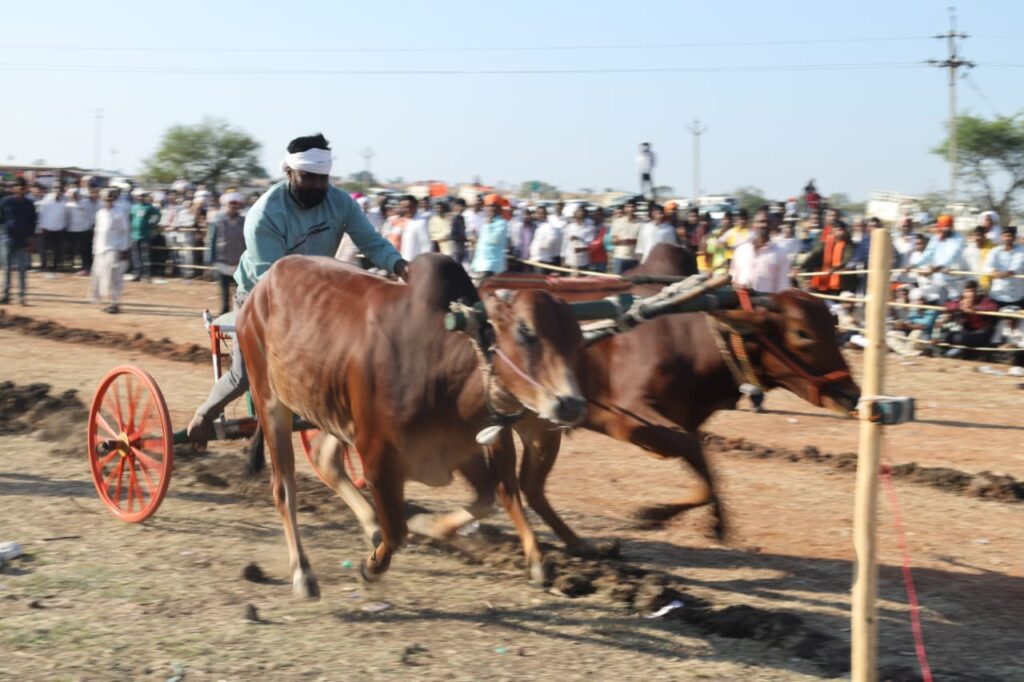 WhatsApp Image 2025 01 04 at 6.15.37 PM 1 Malegaon crowd stamped the popularity of Shankarpata : शंकरपटाच्या लोकप्रियतेवर माळेगावच्या गर्दीचे शिक्कामोर्तब -NNL