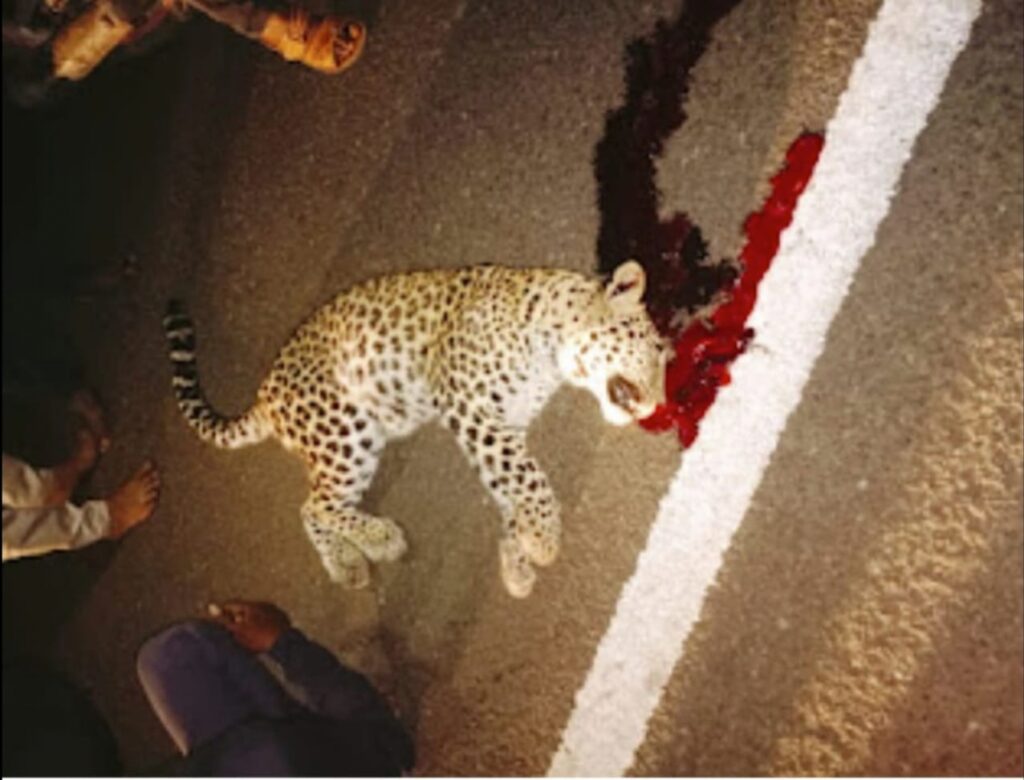 IMG 20250214 192319 Kinwat forest : कुंपणच शेत खात असेल तर ! किनवटचा जंगल भविष्यात वाळवंट होणार?