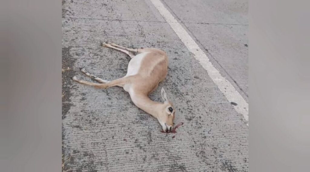 IMG 20250321 WA0026 Deer Dies ; जागतिक वन दिनाच्या दिवशी अज्ञात वाहनाच्या धडकेने हरिणाचा मृत्यू