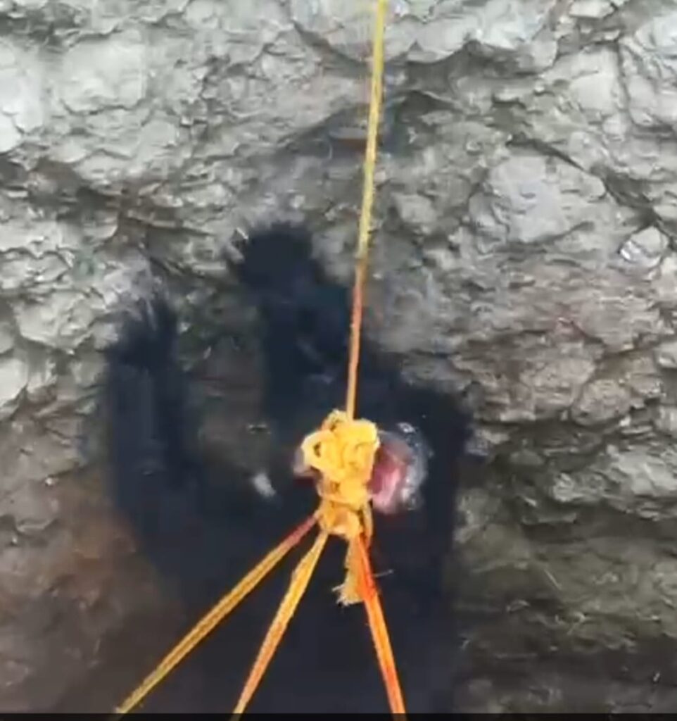 IMG 20250323 WA0022 Two bears wandering in search of water : पाण्याच्या शोधात भटकंती करत असलेली दोन अस्वल दहेली शिवारातील विहिरीत पडली