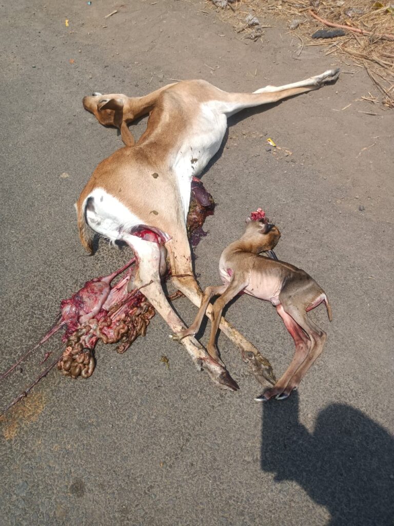 IMG 20250415 WA0155 Wild animals rush to villages and cities for water : पाण्यासाठी वन्यप्राण्यांची गाव-शहराकडे धाव; वाहनाच्या धडकेत हरिण व पाडस मृत्यूमुखी