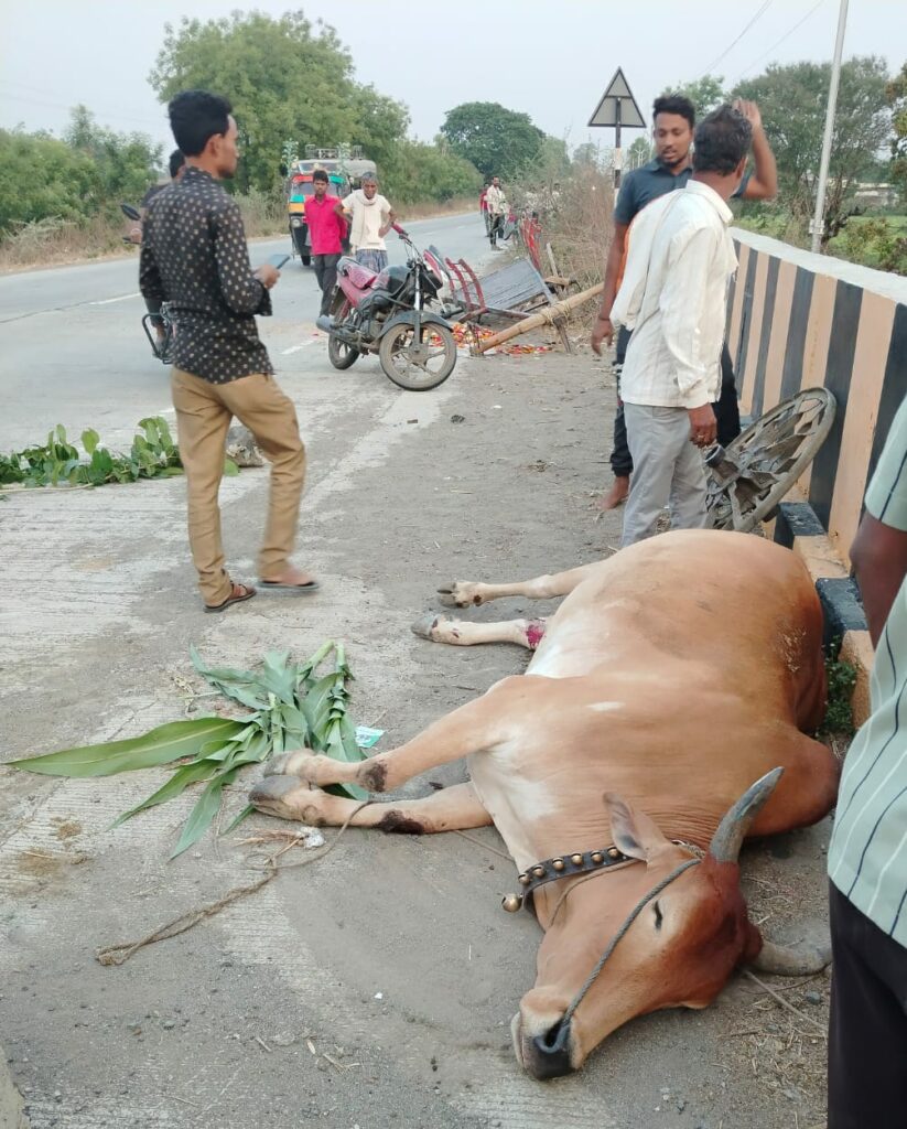 IMG 20250426 WA0040 Mahur Accident ; कारची बैलगाडीला जबर धडक; शेतकरी जागीचं ठार ; दोन्ही बैलाचे पाय निकामी