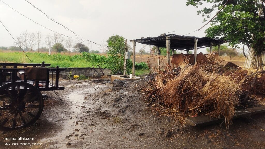 IMG 20250408 191514 Heavy Rain Strong Winds Lightning ; हिमायतनगर शहर व परिसरात वादळी वारे, विजांचा कडकडाट झाला जोरदार अवकाळी पाऊस