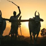 232Maha Farmers study Agro pra 0 आंदोलन संपवायला ५०० कोटी, शेतकऱ्याला मात्र ५ हजार ?