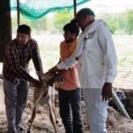 IMG 20250526 WA0060 Deer Safe ; कलंबरच्या शिवारातील विहिरीत पडलेल्या हारिणास सुखरूप काढले
