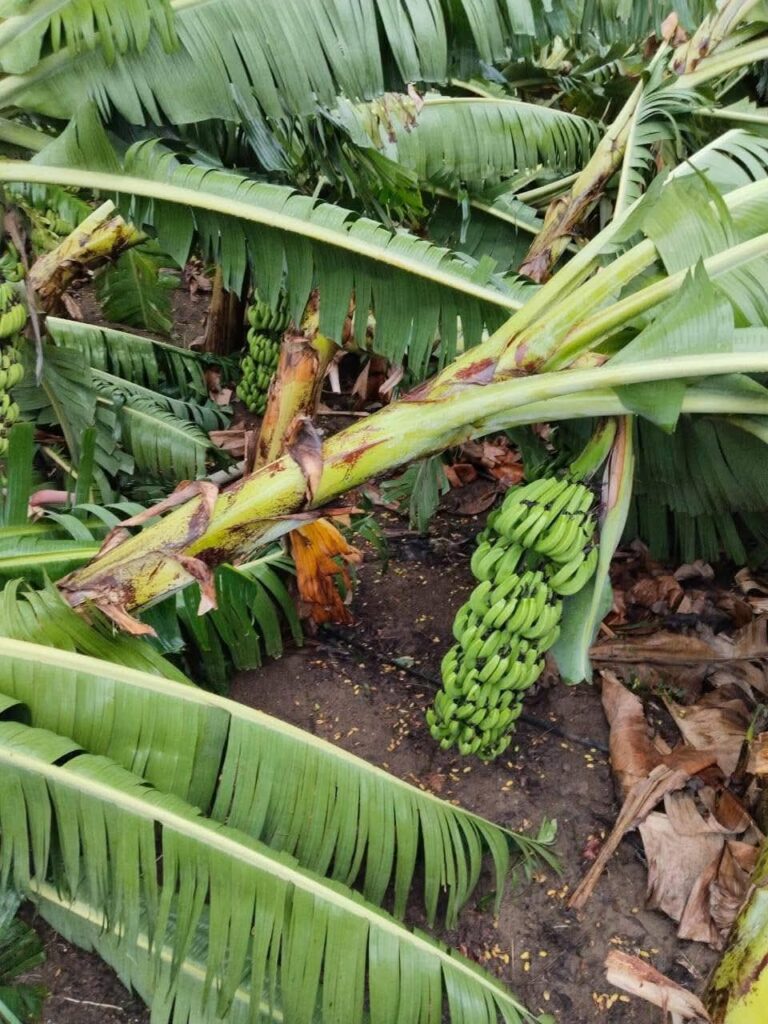 IMG 20250611 WA0033 Sagvi deglur : सागवीत वादळी वाऱ्यामुळे केळी पपईचे बाग उध्वस्त; नूकसानीची पहाणी करण्याकडे दुर्लक्ष