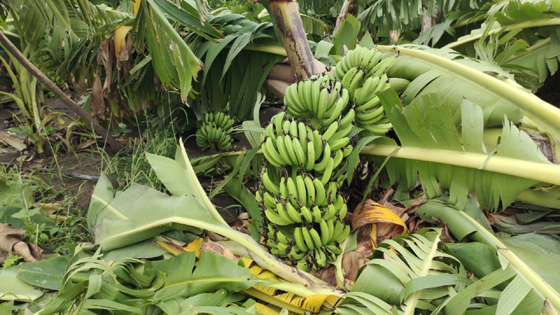 cold storage : केळी उत्पादकांची लूट थांबणार नांदेडसह भोकर मतदारसंघात शीतगृहाचा निर्णय