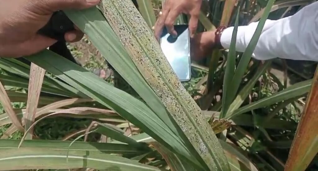 IMG 20250716 164322 Shugarcane Crop : हदगाव तालुक्यातील ऊस पिकावर पांढऱ्या माशीचा हल्ला हजारो हेक्टरवरील पीक संकटात...!
