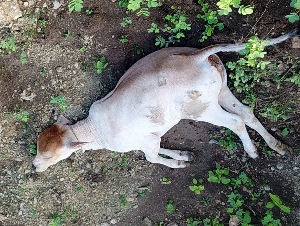 IMG 20250717 160602 Lumpy : हिमायतनगर तालुक्यात जनावरांना लंपी आजाराचा शिरकाव; लंपी आजाराने पळसपुर मध्ये एक जनावर दगावलं