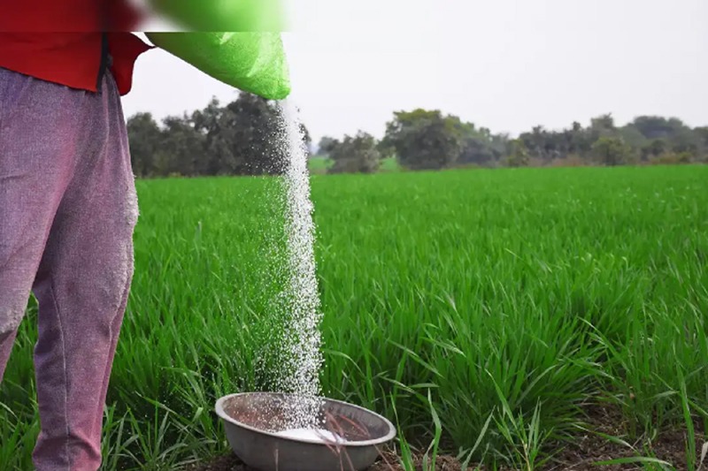 urea fertilizer : किनवट तालुक्यात युरिया खताची कृत्रिम टंचाई कृषी विभागाने लक्ष केंद्रित करण्याची गरज