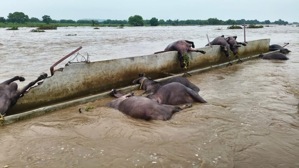 IMG 20250818 WA0017 Cloudburst : मुखेड तालुक्यात ढगफुटी सदृश्य पावसाने हाहाकार – शंभर टक्के शेती नुकसान, जनजीवन विस्कळीत