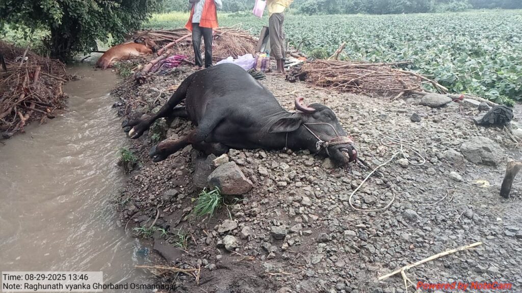 Cloudburst : उस्माननगर येथे ढगफुटीमुळे नागरिकांचे व शेतकऱ्यांचे लाखो रुपयेचे नुकसान
