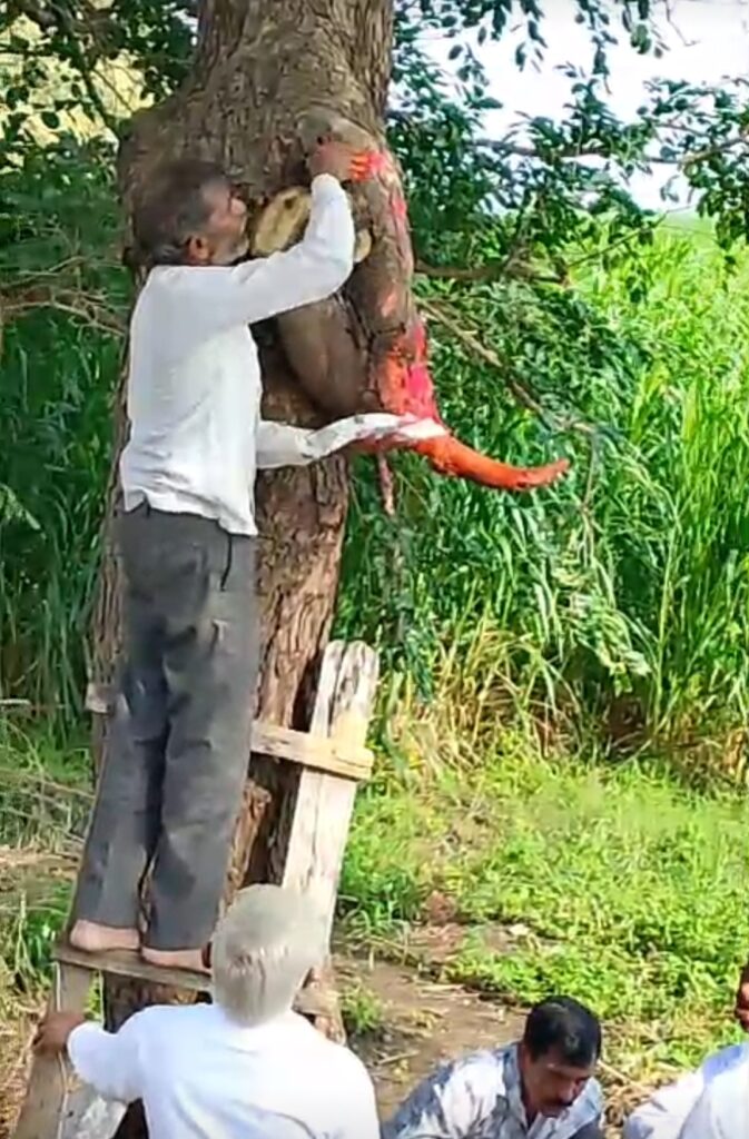 IMG 20250812 140334 A real one-toothed Ganesha : जवळगावमध्ये लिंबाच्या झाडात प्रकटले साक्षात एकदंत गणपती