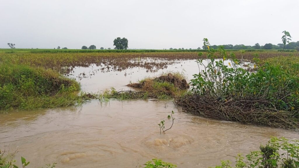 Cloudburst in Shahapur : शहापूर येथे ढगफुटी; खरीप पिकांचे अतोनात नुकसान, शेतकरी हवालदिल