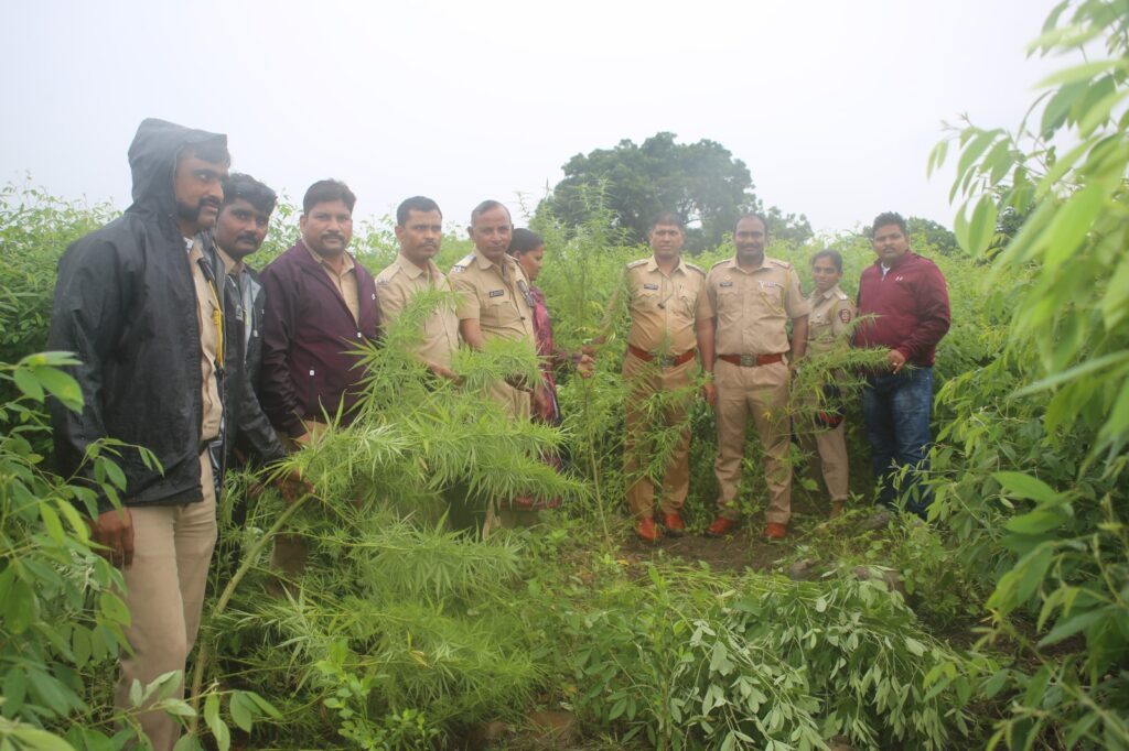 Ganja Operation : देगलूर पोलिसांचा ‘ऑपरेशन गांजा’ : मुसळधार पावसात धाड, 2.80 लाखांचा मुद्देमाल जप्त