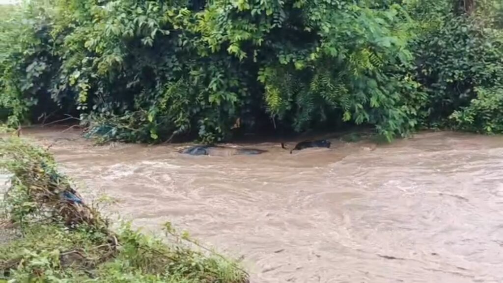 IMG 20250927 122742 floodwaters : हिमायतनगर तालुक्यात अतिवृष्टीचे थैमान; सात म्हशी दोन बैल पुराच्या पाण्यात वाहून गेले