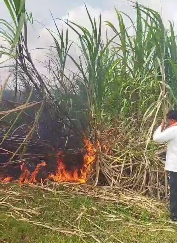 Short circuit : जवळगाव मध्ये शॉर्टसर्किट होऊन शेतातील ऊस जळून खाक; नुकसान भरपाईची मागणी