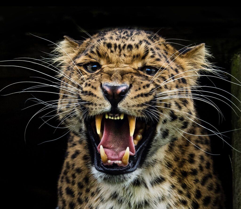 Leopard fatally attacks farmer ; वडगाव तांडा : शेतकऱ्यावर बिबट्याचा प्राणघातक हल्ला