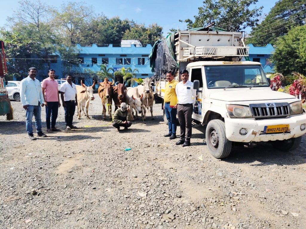 IMG 20251207 WA0031 Local Crime Branch : अवैधरित्या गोवंश वाहतूक करणाऱ्यांवर स्थानिक गुन्हे शाखेची कारवाई; 9.25 लाखांचा मुद्देमाल जप्त