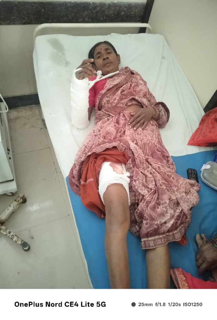 Wild Boar Attach : पळसा येथे महिलेवर रानडुकराचा हल्ला; महिला गंभीर जखमी