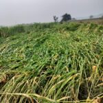 IMG 20260224 WA0003 Strom hits : हिमायतनगर तालुक्यात वादळी वाऱ्याचा तडाखा; उन्हाळी ज्वारी जमीनदोस्त