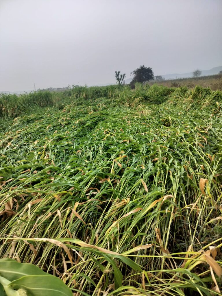 Strom hits : हिमायतनगर तालुक्यात वादळी वाऱ्याचा तडाखा; उन्हाळी ज्वारी जमीनदोस्त