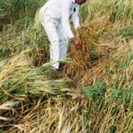 IMG20260223092652 01 Damage Rabi Crop's : वादळी वाऱ्यासह अवकाळी पावसाचा तडाखा; रब्बी पिके व फळबागांचे मोठे नुकसान