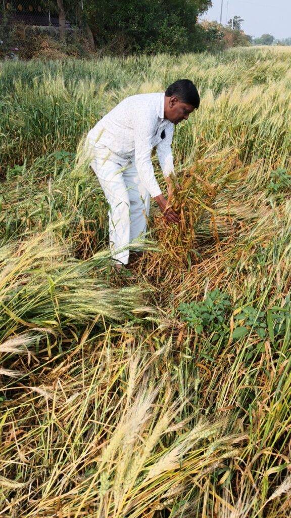 IMG20260223092652 01 Damage Rabi Crop's : वादळी वाऱ्यासह अवकाळी पावसाचा तडाखा; रब्बी पिके व फळबागांचे मोठे नुकसान