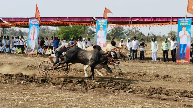 Shankar Pat competition : हिमायतनगरचा श्री परमेश्वर यात्रेतील पट दणाणला; शंकर पट स्पर्धेने मोडले उत्साहाचे सर्व विक्रम !