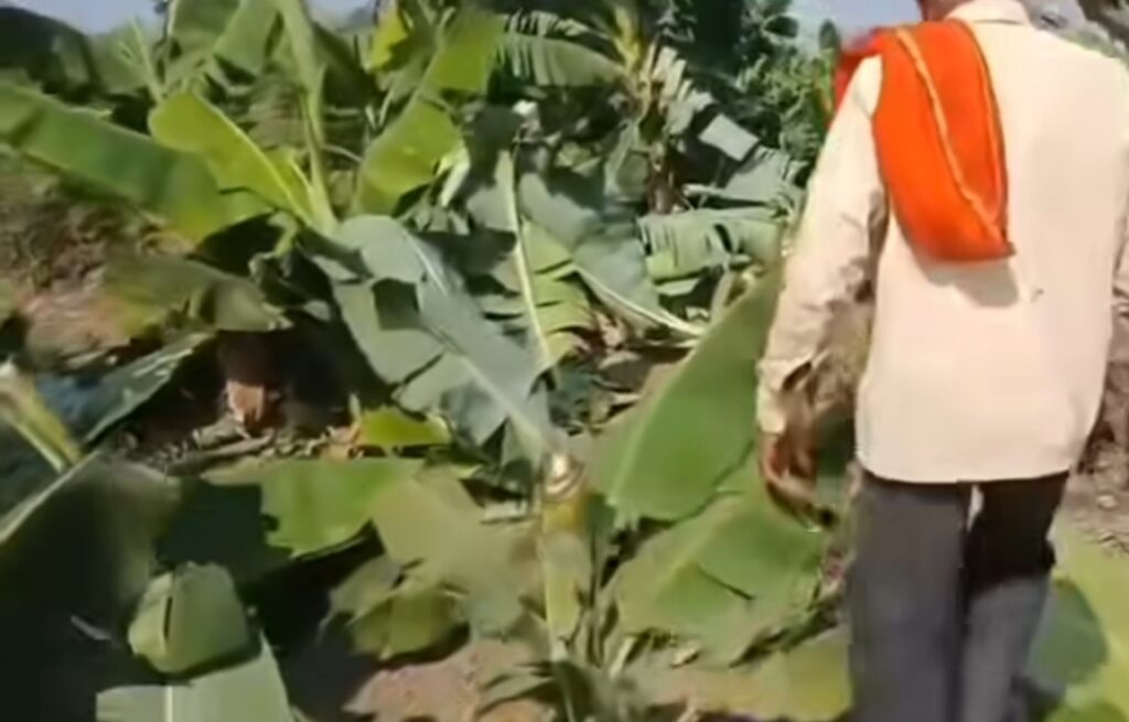IMG 20260316 103657 Farmers Banana Trees Distroy : पार्डीत अज्ञात माथेफिरूंचा धुडगूस; ५ शेतकऱ्यांच्या ३२०० केळीच्या झाडांची कोयत्याने कत्तल