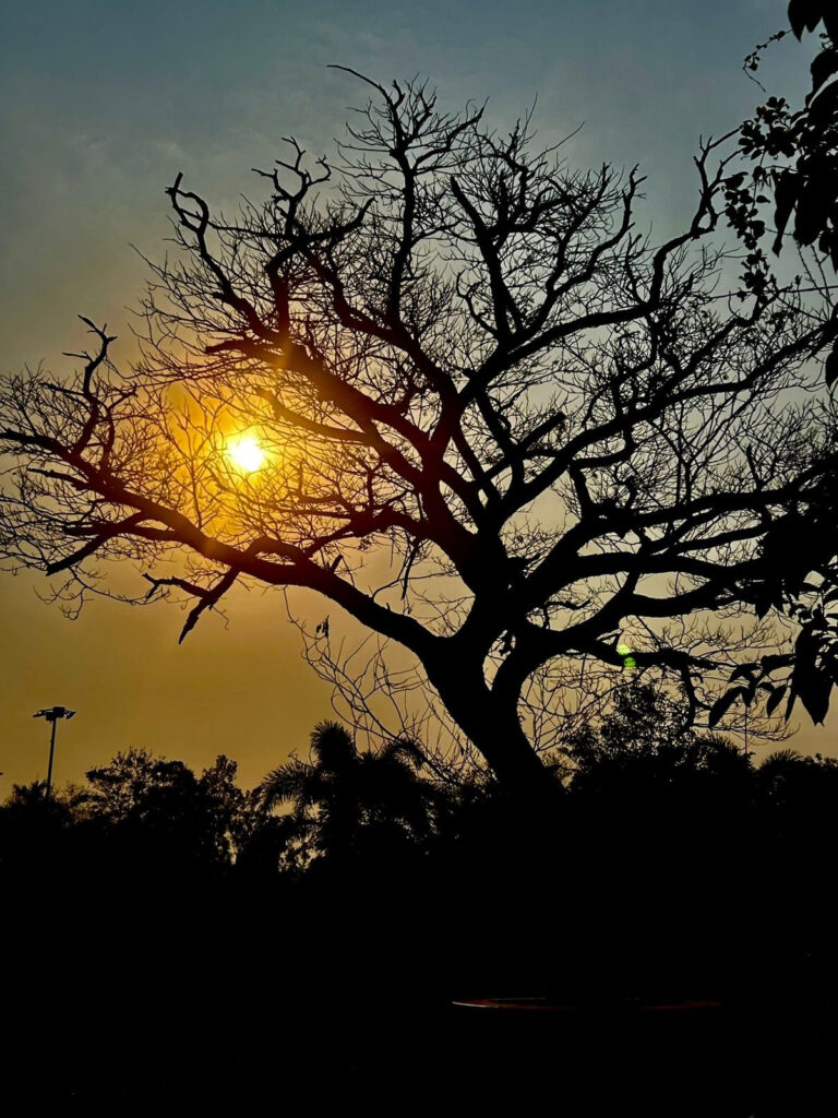 clip Golden rays : मावळत्या सूर्याची सोनेरी किरणे ; नांदेडच्या विसावा ऊद्यानात टीपलेले छायाचित्र