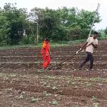 IMG 20260719 130055 बैल नसल्याने पती-पत्नीने स्वतःच ओढला कोळप; कंधार तालुक्यातील बामणी येथील शेतकऱ्याची व्यथा