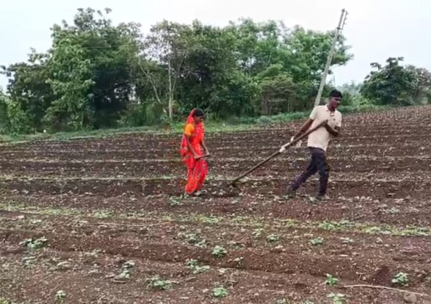 IMG 20260719 130055 बैल नसल्याने पती-पत्नीने स्वतःच ओढला कोळप; कंधार तालुक्यातील बामणी येथील शेतकऱ्याची व्यथा
