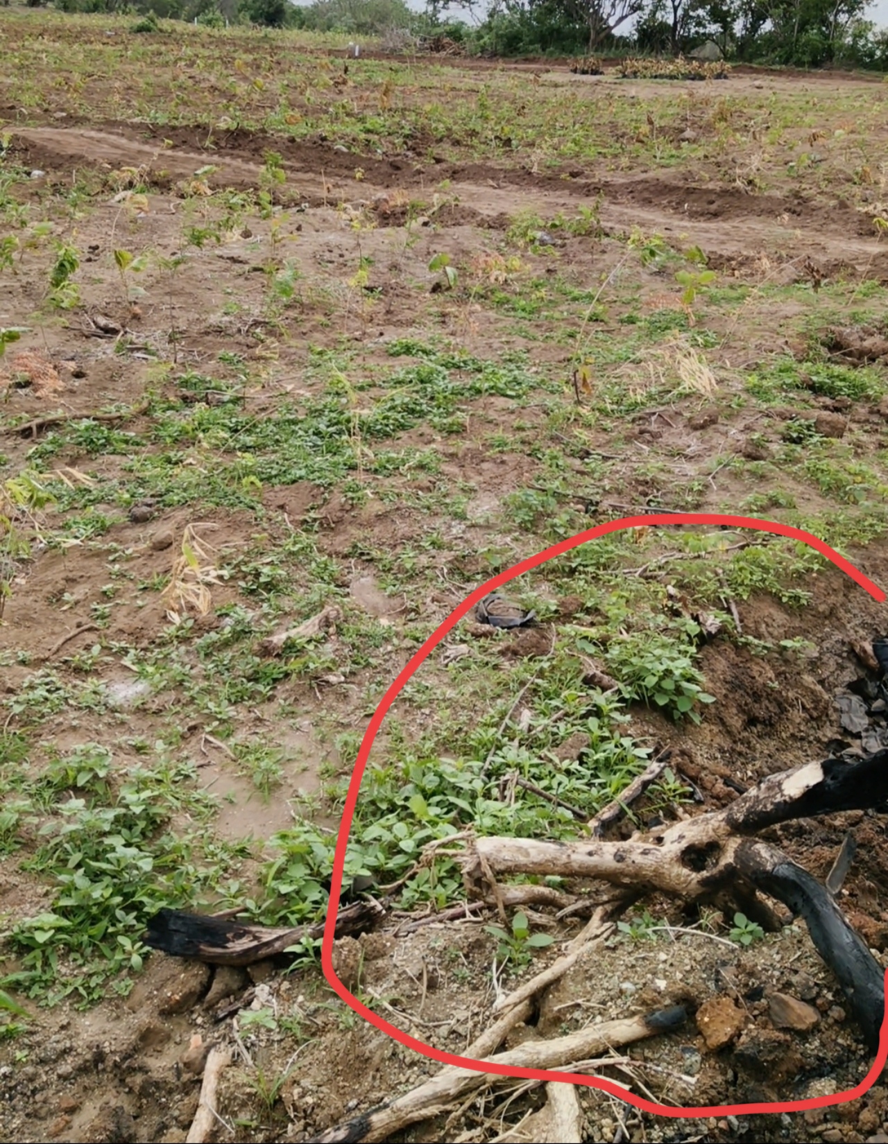 'dead plants' were exposed, ‘मृत रोपां’ चा पर्दाफाश होताच सामाजिक वनीकरण विभागाची धावपळ..! 2 IMG 20260721 194321 'dead plants' were exposed, ‘मृत रोपां’ चा पर्दाफाश होताच सामाजिक वनीकरण विभागाची धावपळ..!