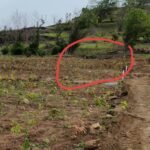 IMG 20260721 194335 'dead plants' were exposed, ‘मृत रोपां’ चा पर्दाफाश होताच सामाजिक वनीकरण विभागाची धावपळ..!