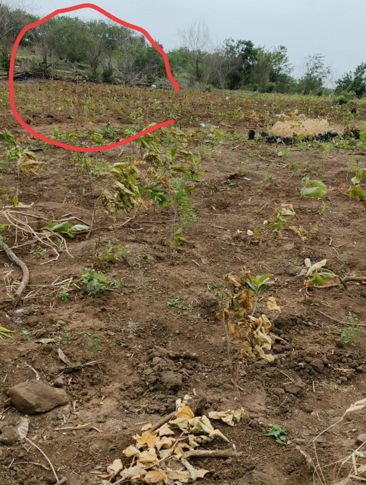 'dead plants' were exposed, ‘मृत रोपां’ चा पर्दाफाश होताच सामाजिक वनीकरण विभागाची धावपळ..! 1 IMG 20260721 194400 'dead plants' were exposed, ‘मृत रोपां’ चा पर्दाफाश होताच सामाजिक वनीकरण विभागाची धावपळ..!
