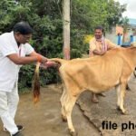 pashu Camps : पशुपालकांसाठी जंतनाशक, वंध्यत्व निवारण शिबिरांचे आयोजन